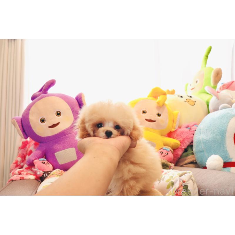 販売中の宮城県のティーカッププードル-423047の3枚目