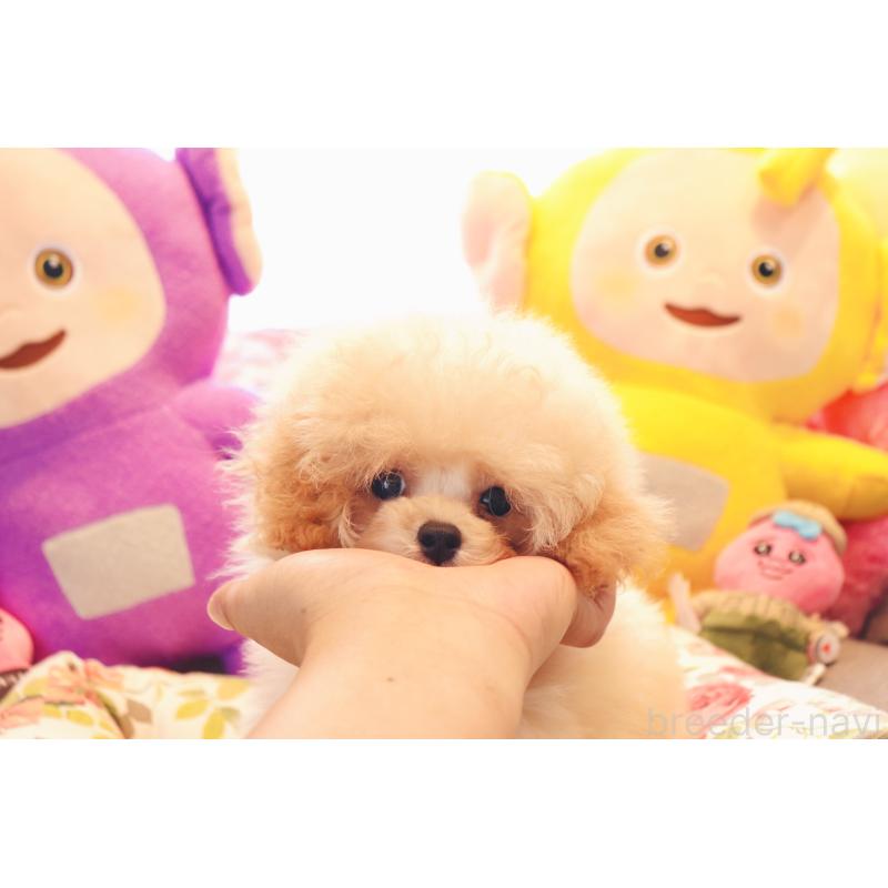 販売中の宮城県のティーカッププードル-423047の1枚目