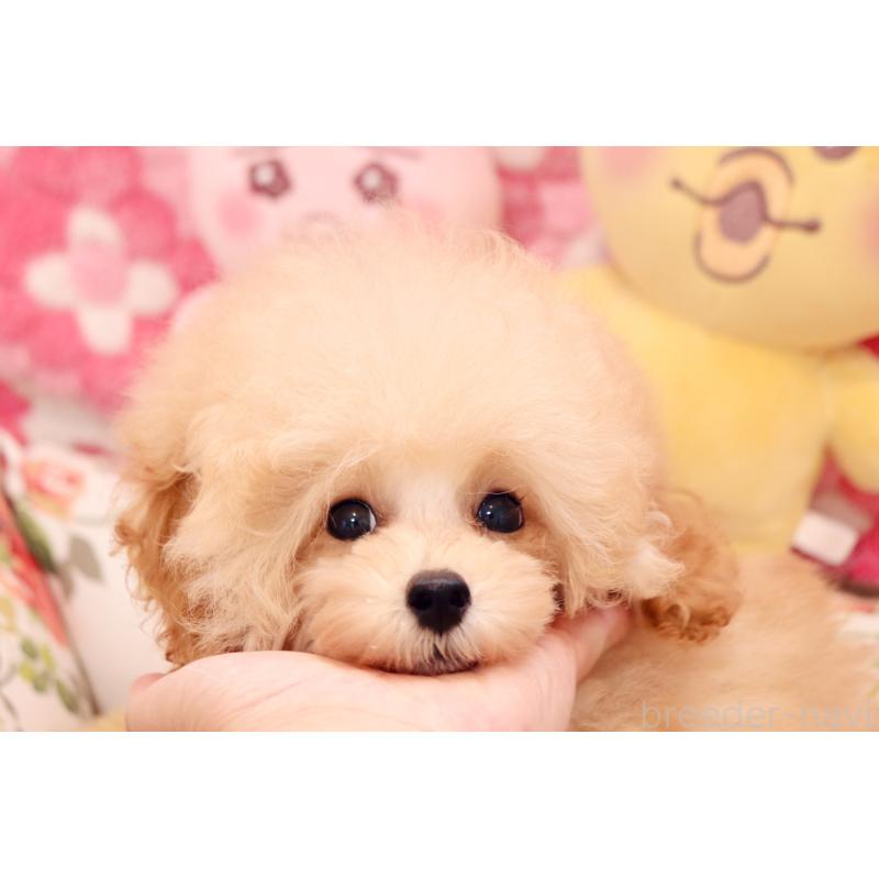 販売中の宮城県のティーカッププードル-423048の4枚目