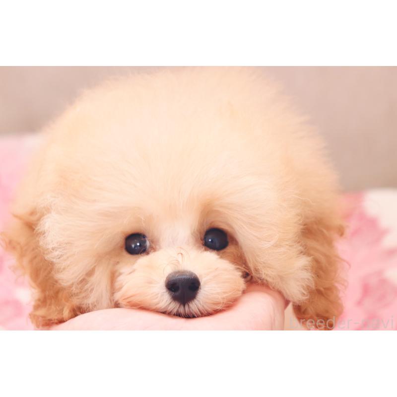 販売中の宮城県のティーカッププードル-423048の3枚目