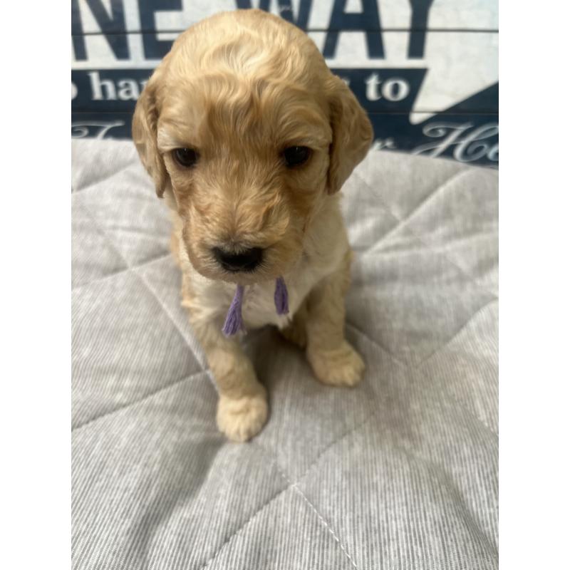 販売中の兵庫県のスタンダードプードル-423050の4枚目