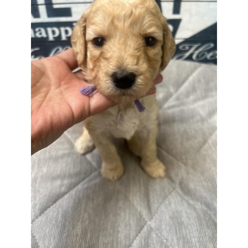 販売中の兵庫県のスタンダードプードル-423050の3枚目