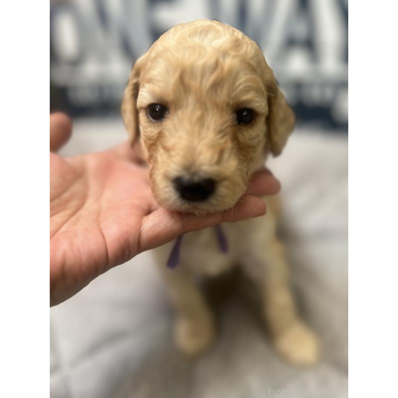 販売中の兵庫県のスタンダードプードル-423050の2枚目