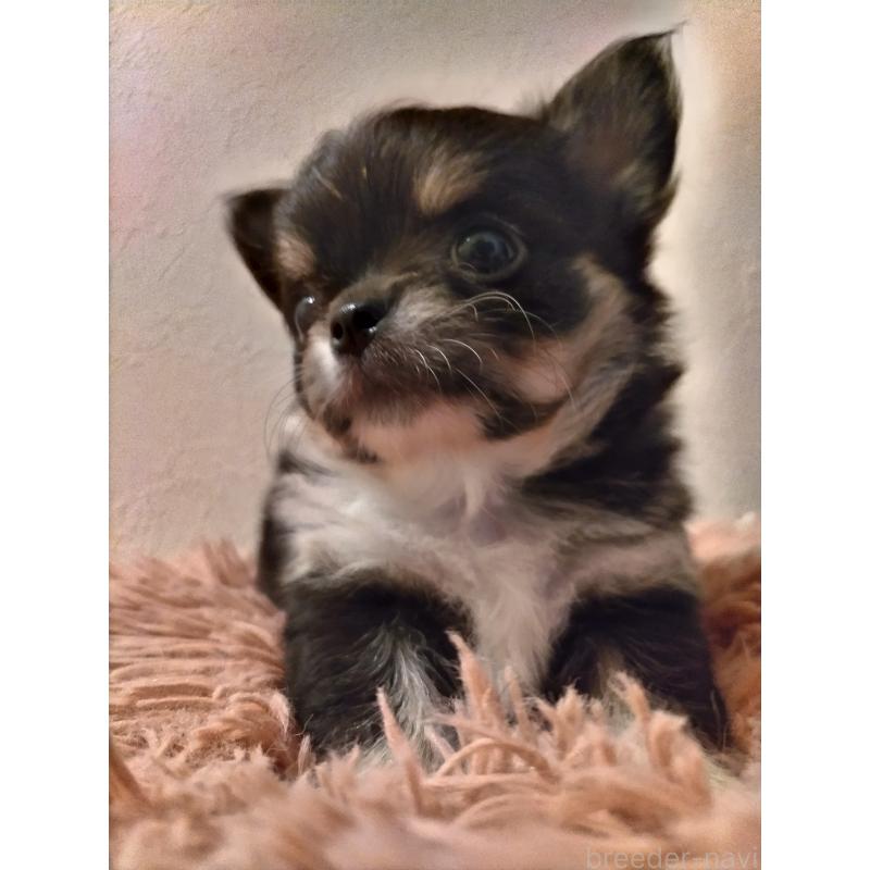 販売中の福岡県のチワワ(ロングコート)-423056の7枚目