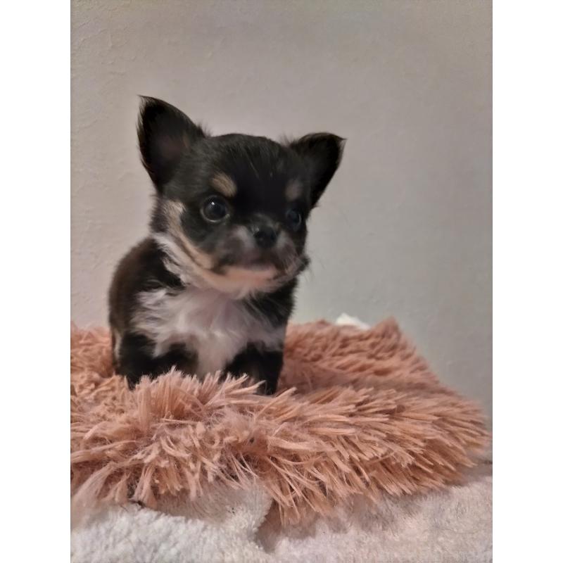 販売中の福岡県のチワワ(ロングコート)-423056の6枚目