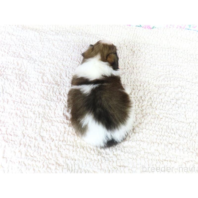 販売中の千葉県のパピヨン-423051の5枚目