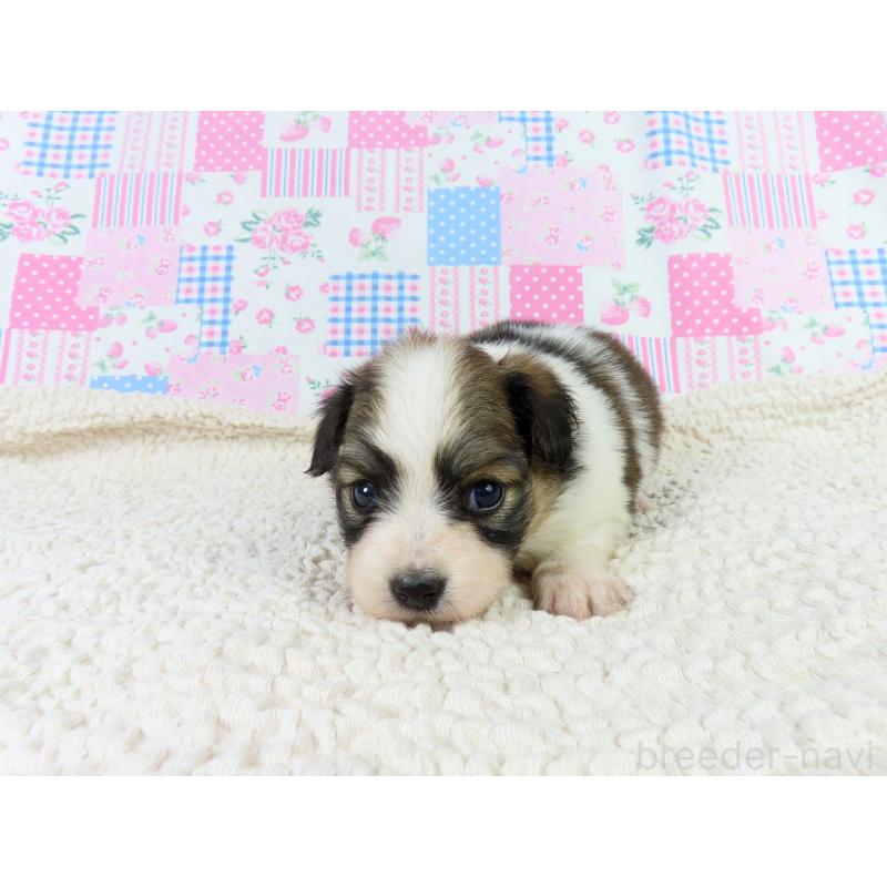 販売中の千葉県のパピヨン-423051の3枚目