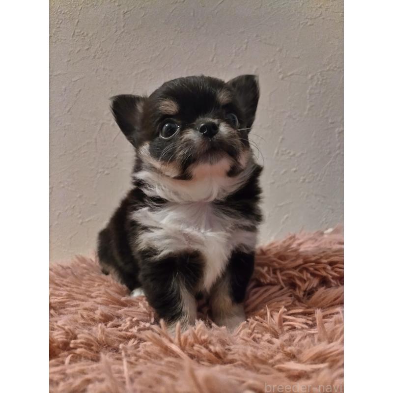 販売中の福岡県のチワワ(ロングコート)-423056の5枚目