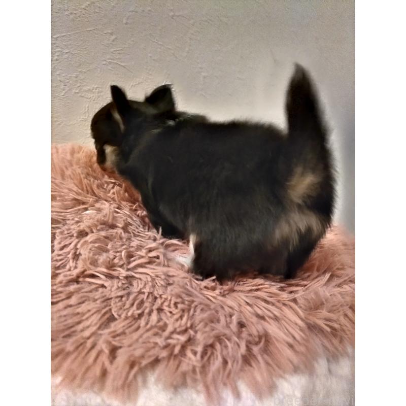 販売中の福岡県のチワワ(ロングコート)-423056の3枚目