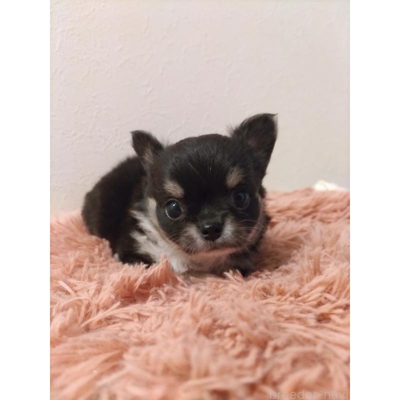 販売中の福岡県のチワワ(ロングコート)-423056の2枚目