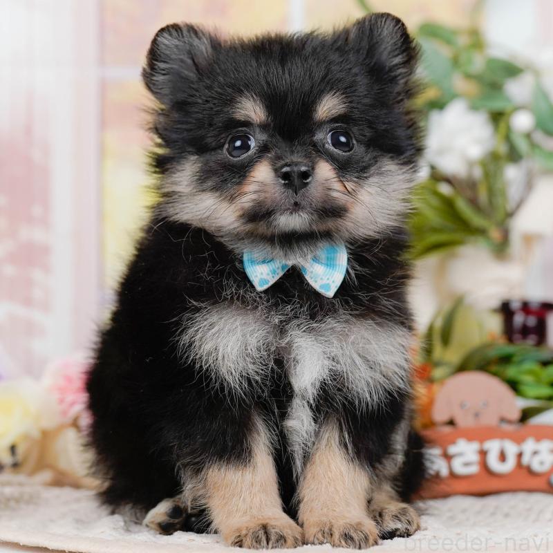 販売中の神奈川県のポメチワ:ポメラニアン×チワワ-423053