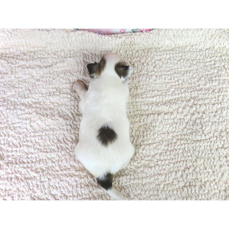 販売中の千葉県のパピヨン-423052の5枚目