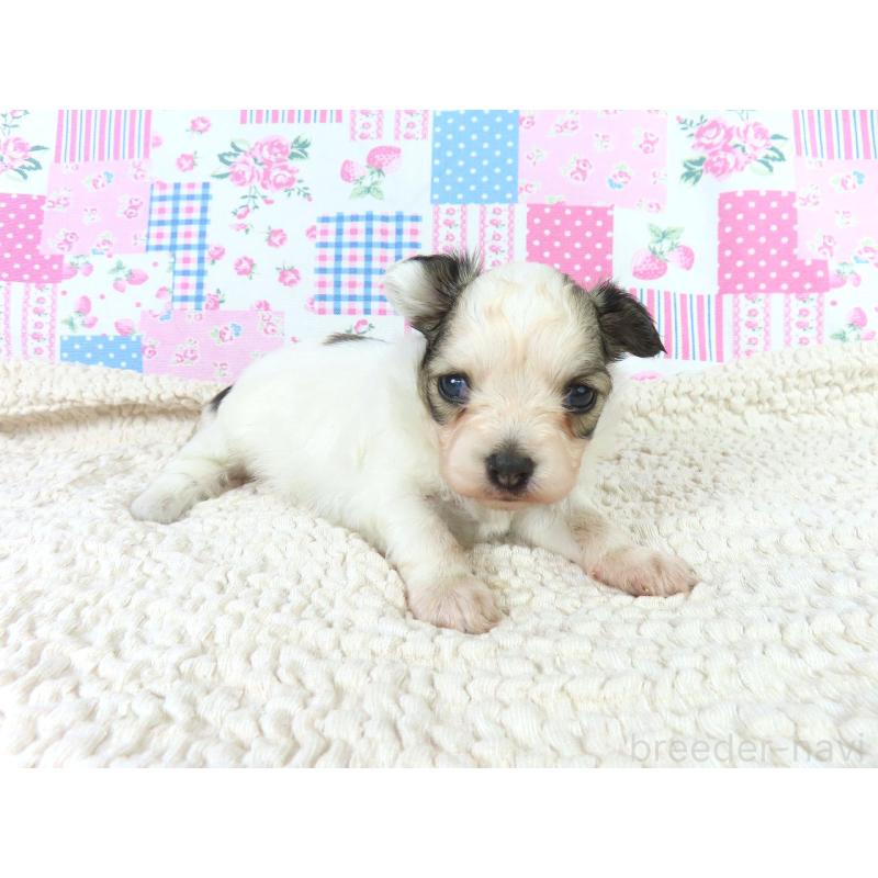 販売中の千葉県のパピヨン-423052の4枚目