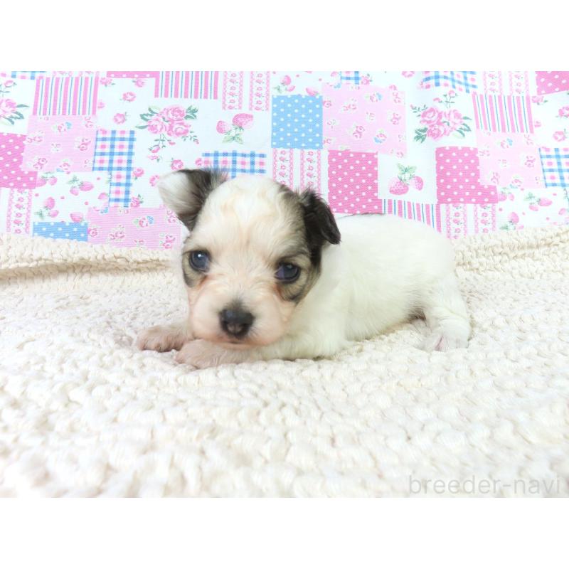 販売中の千葉県のパピヨン-423052の3枚目