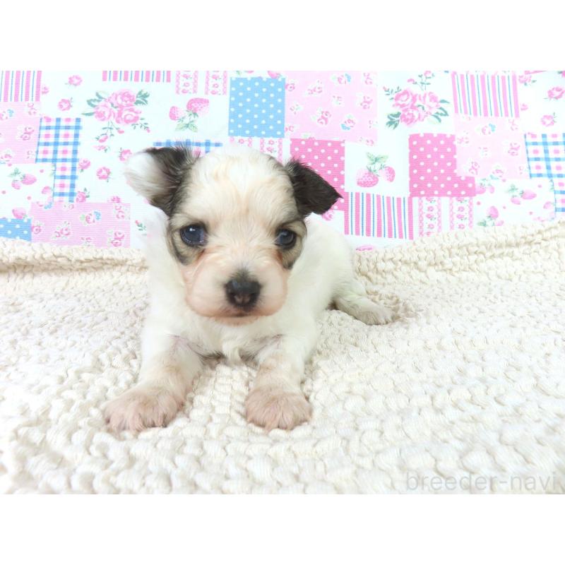 販売中の千葉県のパピヨン-423052の2枚目