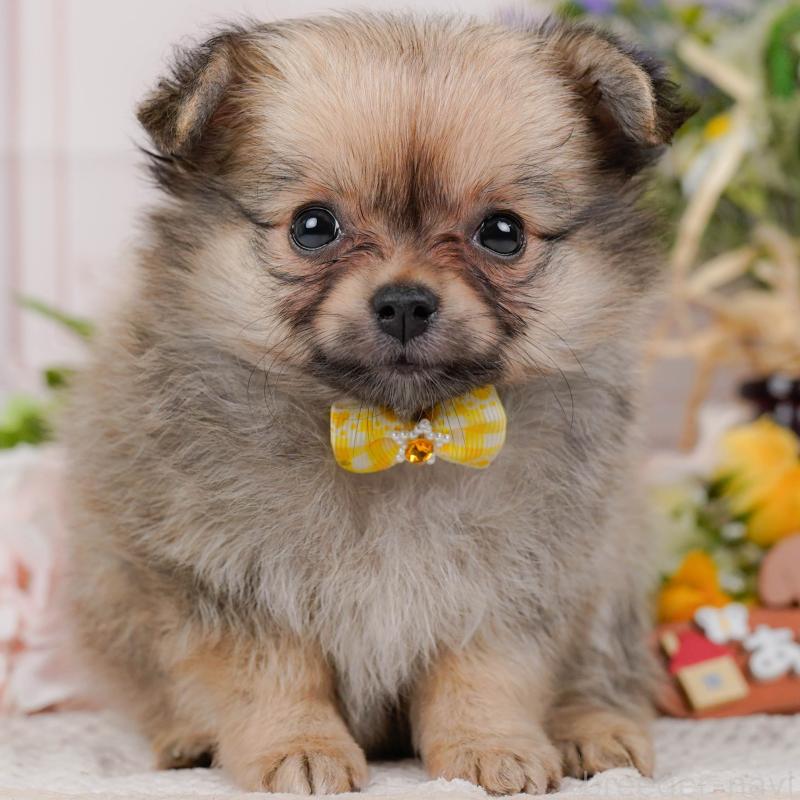 販売中の神奈川県のポメチワ:ポメラニアン×チワワ-423054