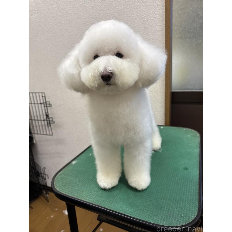 販売中の福岡県のトイプードル-423058の5枚目