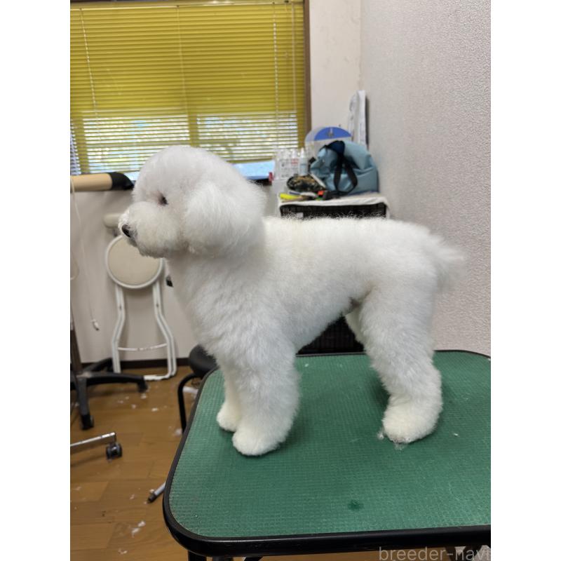 販売中の福岡県のトイプードル-423058の3枚目