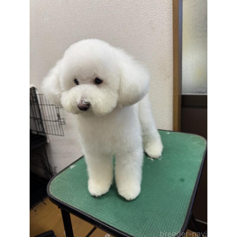 販売中の福岡県のトイプードル-423058の2枚目