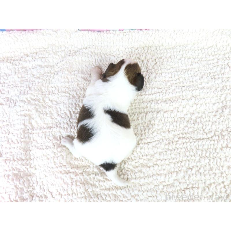 販売中の千葉県のパピヨン-423055の5枚目