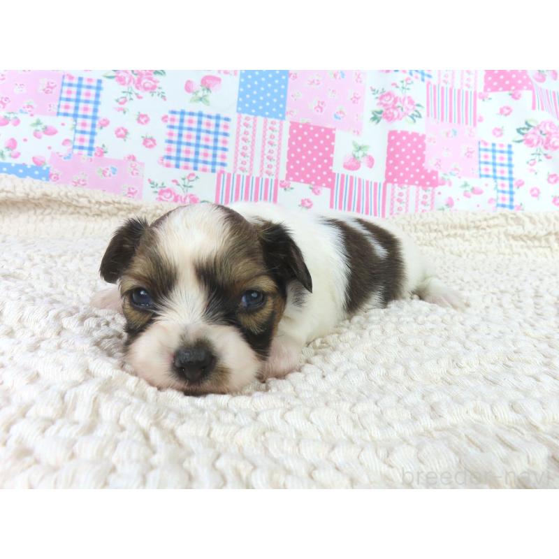 販売中の千葉県のパピヨン-423055の4枚目