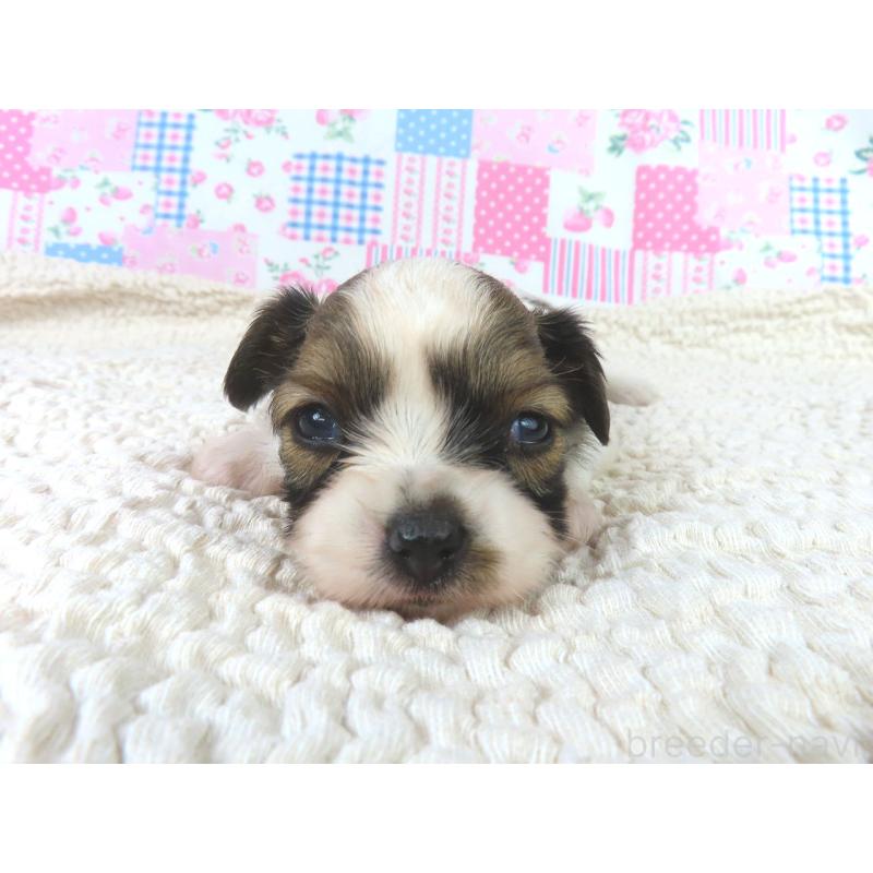 販売中の千葉県のパピヨン-423055の3枚目