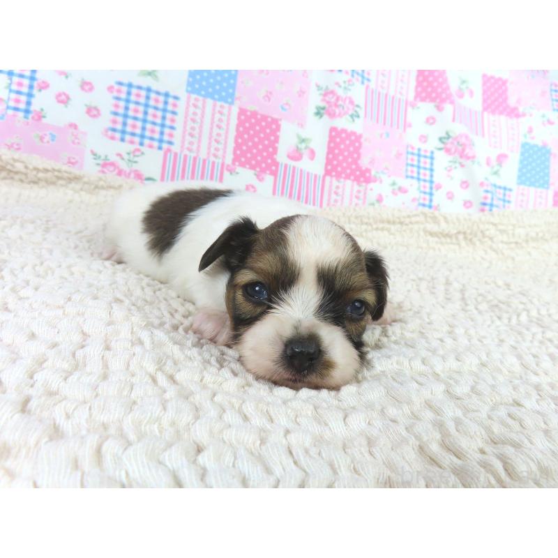 販売中の千葉県のパピヨン-423055の2枚目