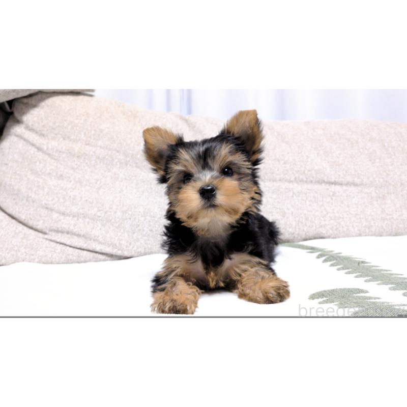 販売中の茨城県のヨークシャーテリア-423057の5枚目