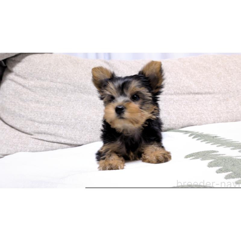 販売中の茨城県のヨークシャーテリア-423057の4枚目