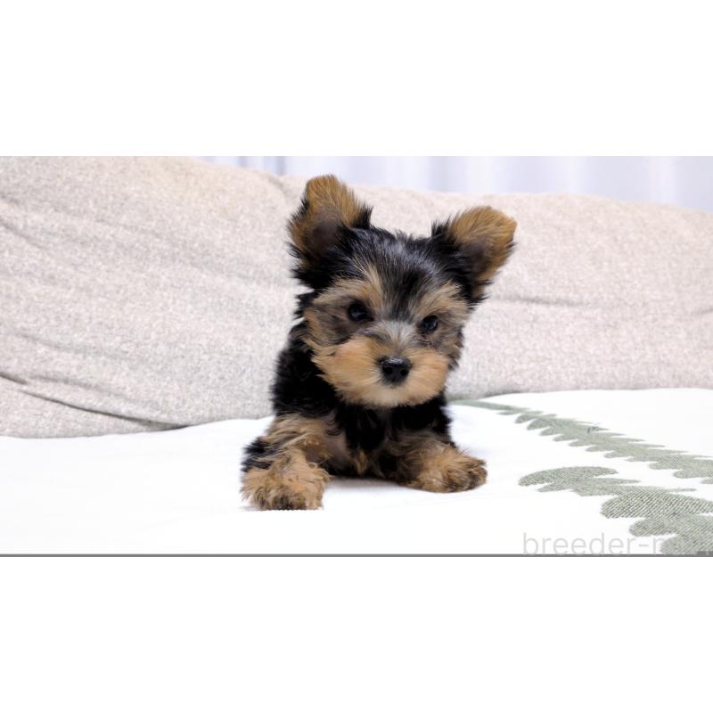 販売中の茨城県のヨークシャーテリア-423057の3枚目