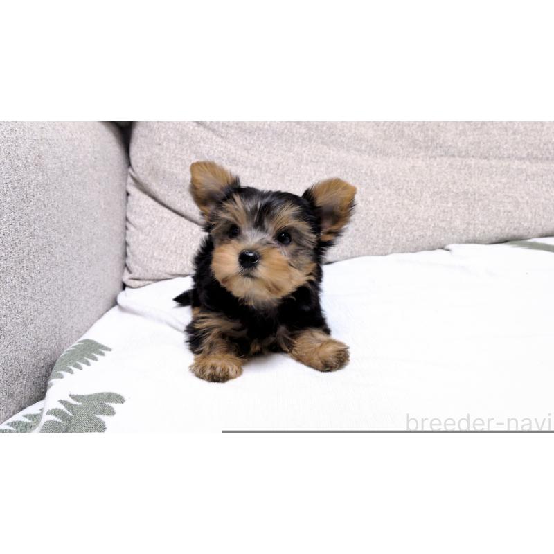 販売中の茨城県のヨークシャーテリア-423057の2枚目