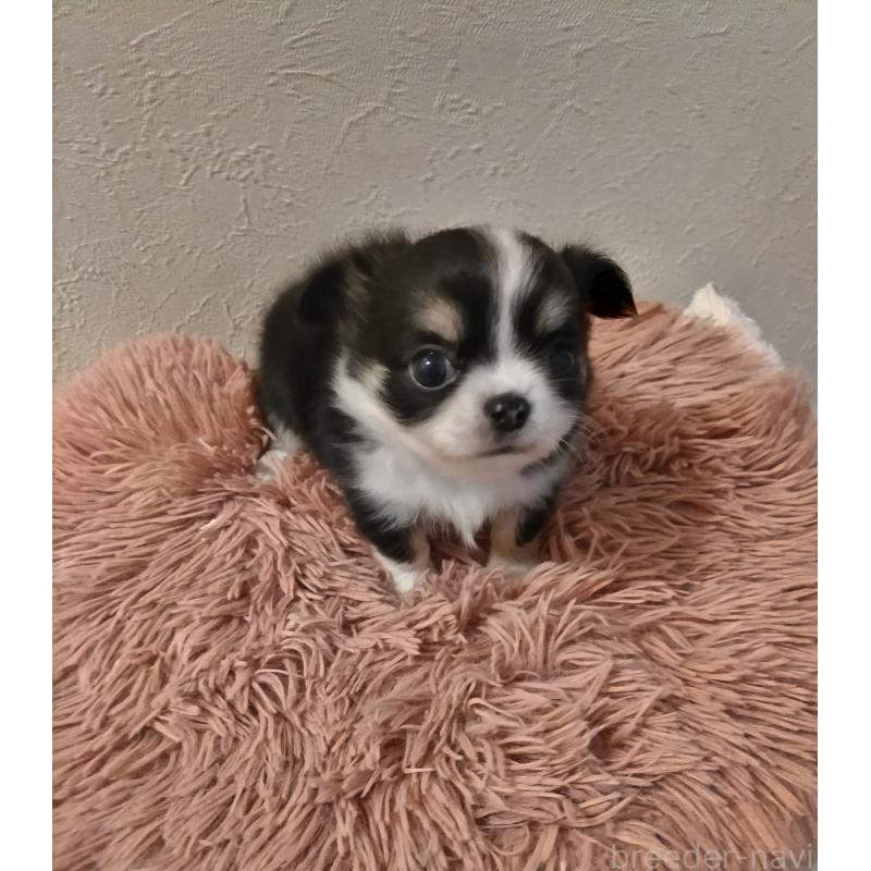 販売中の福岡県のチワワ(ロングコート)-423061の6枚目