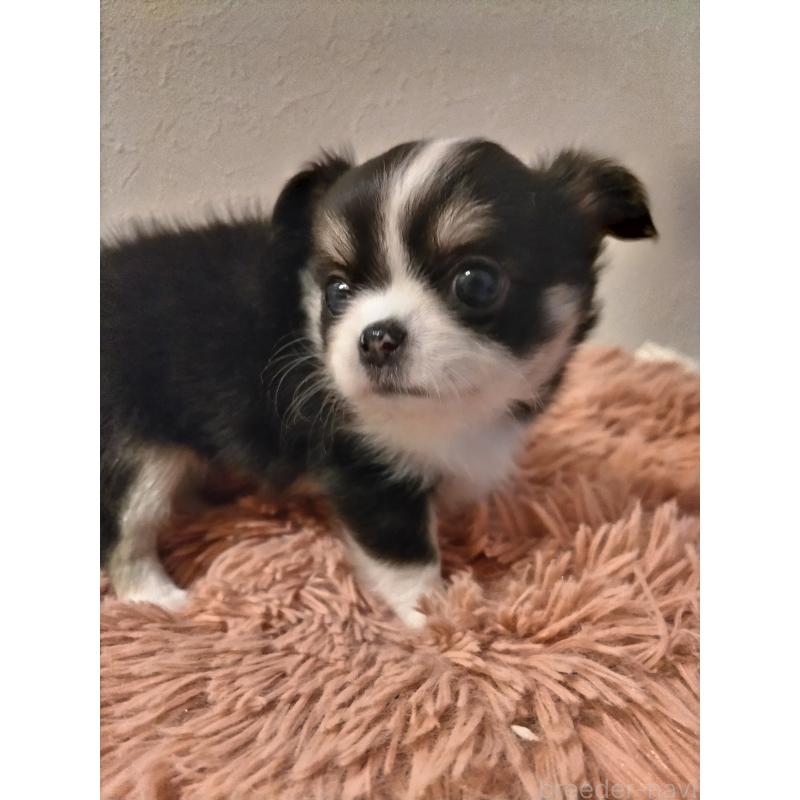 販売中の福岡県のチワワ(ロングコート)-423061の5枚目