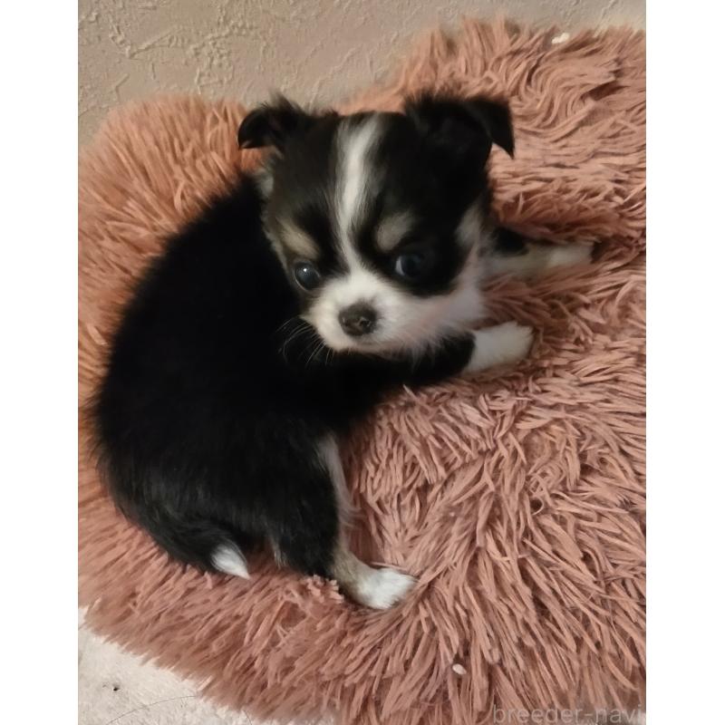 販売中の福岡県のチワワ(ロングコート)-423061の4枚目