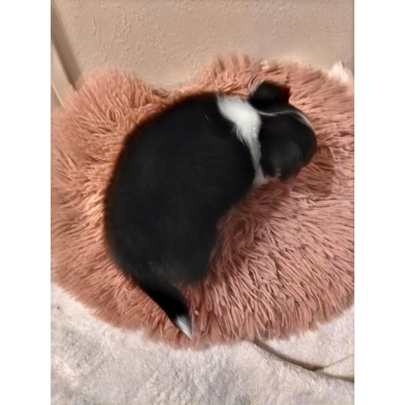 販売中の福岡県のチワワ(ロングコート)-423061の3枚目