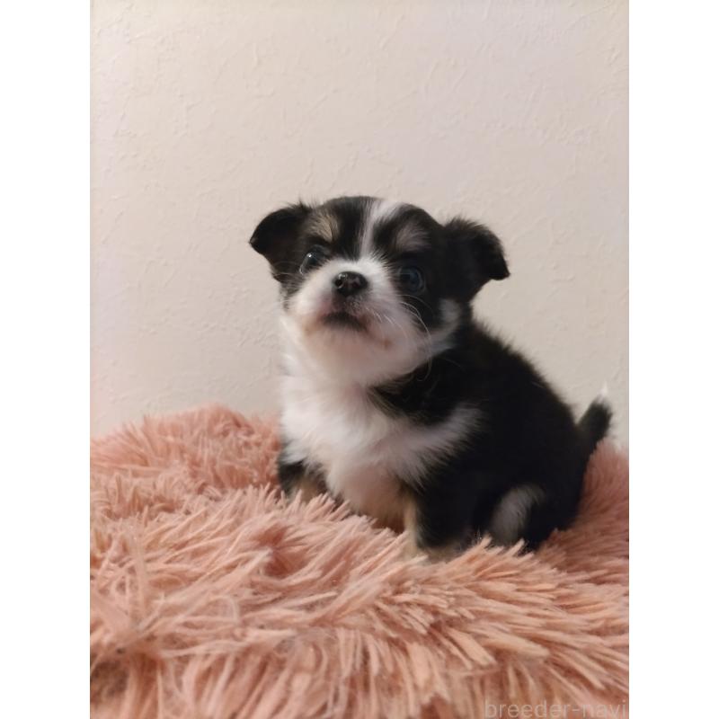 販売中の福岡県のチワワ(ロングコート)-423061の2枚目