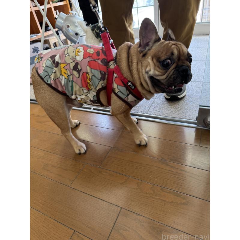 販売中の福岡県のフレンチブルドッグ-423059の4枚目