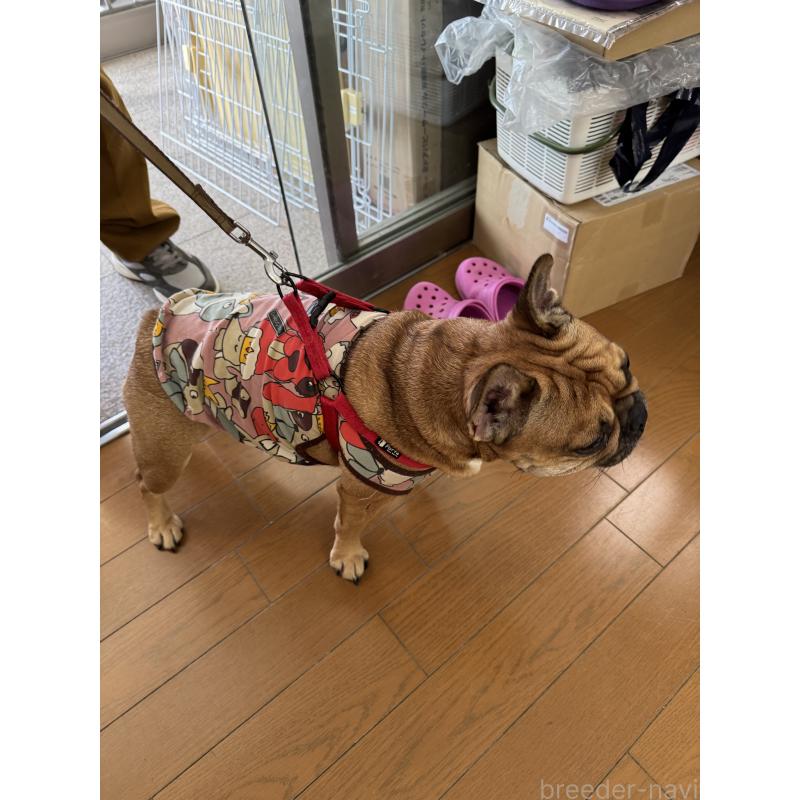 販売中の福岡県のフレンチブルドッグ-423059の3枚目