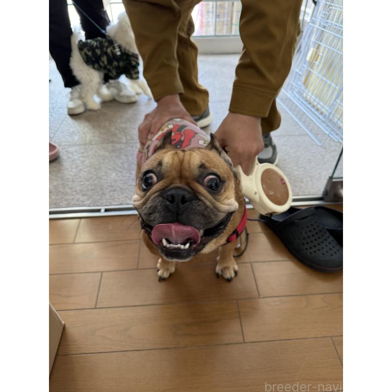 販売中の福岡県のフレンチブルドッグ-423059の2枚目