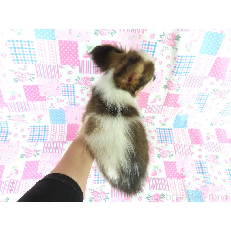 成約済の千葉県のパピヨン-412045の5枚目