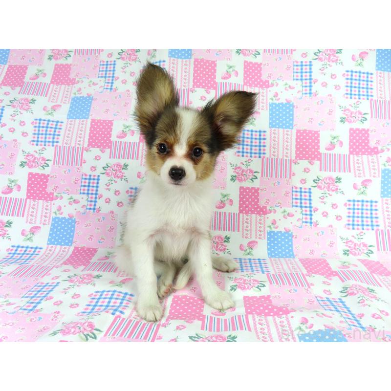 成約済の千葉県のパピヨン-412045の4枚目