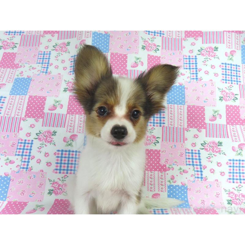 成約済の千葉県のパピヨン-412045の3枚目