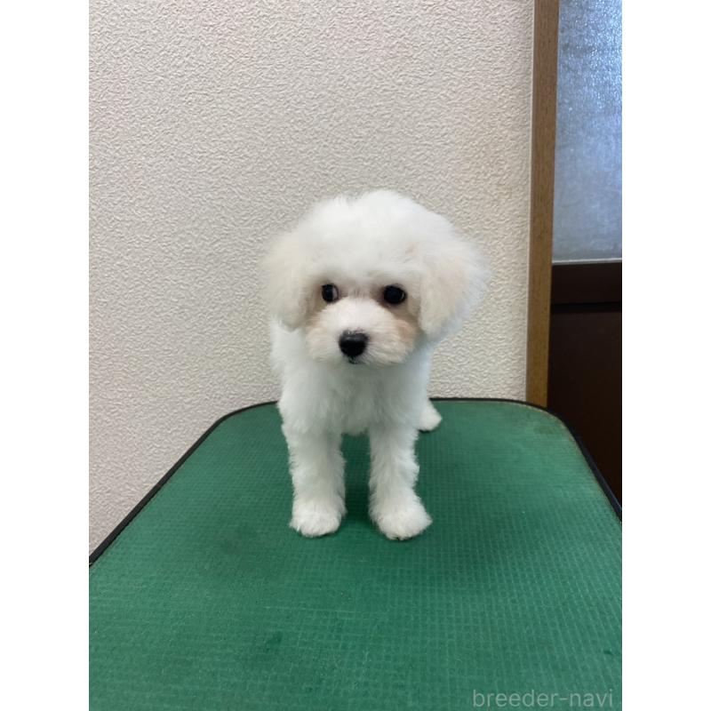 成約済の福岡県のビションフリーゼ-416479の5枚目