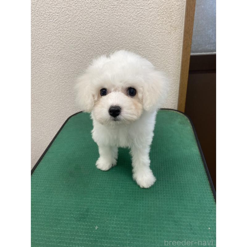 成約済の福岡県のビションフリーゼ-416479の4枚目