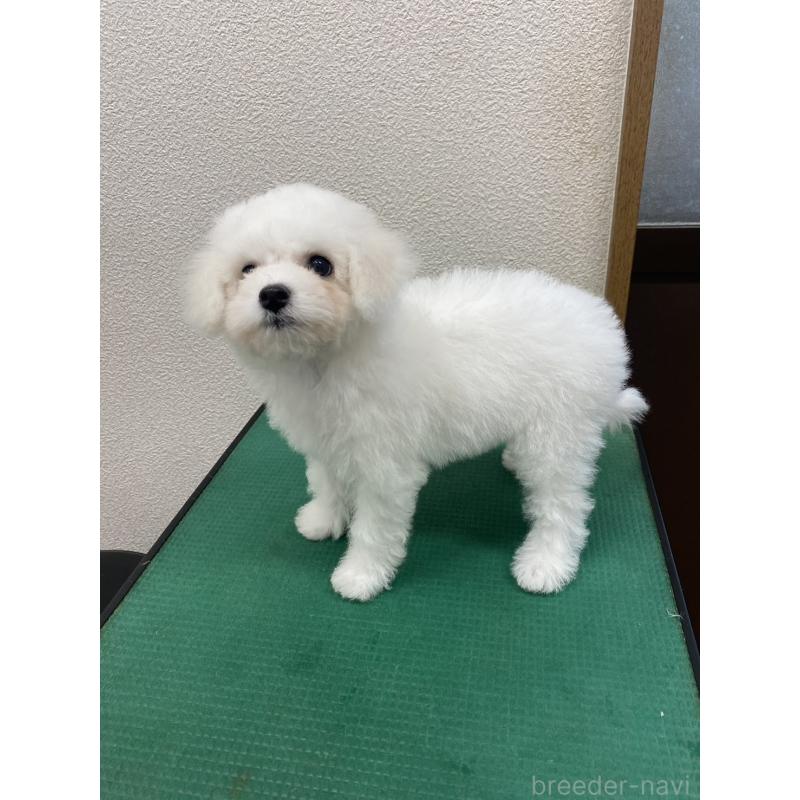 成約済の福岡県のビションフリーゼ-416479の3枚目