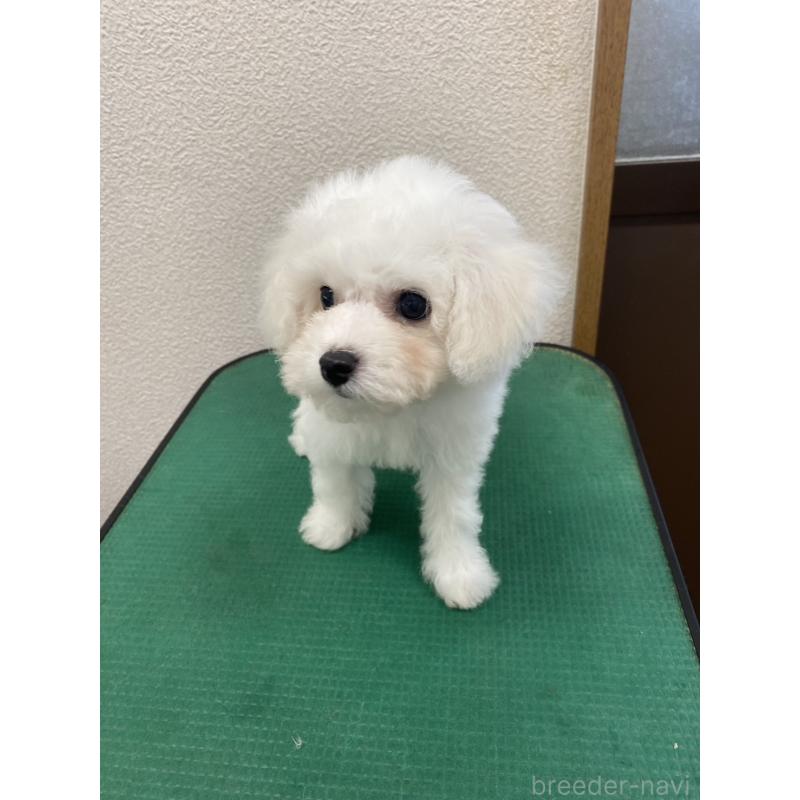 成約済の福岡県のビションフリーゼ-416479の2枚目