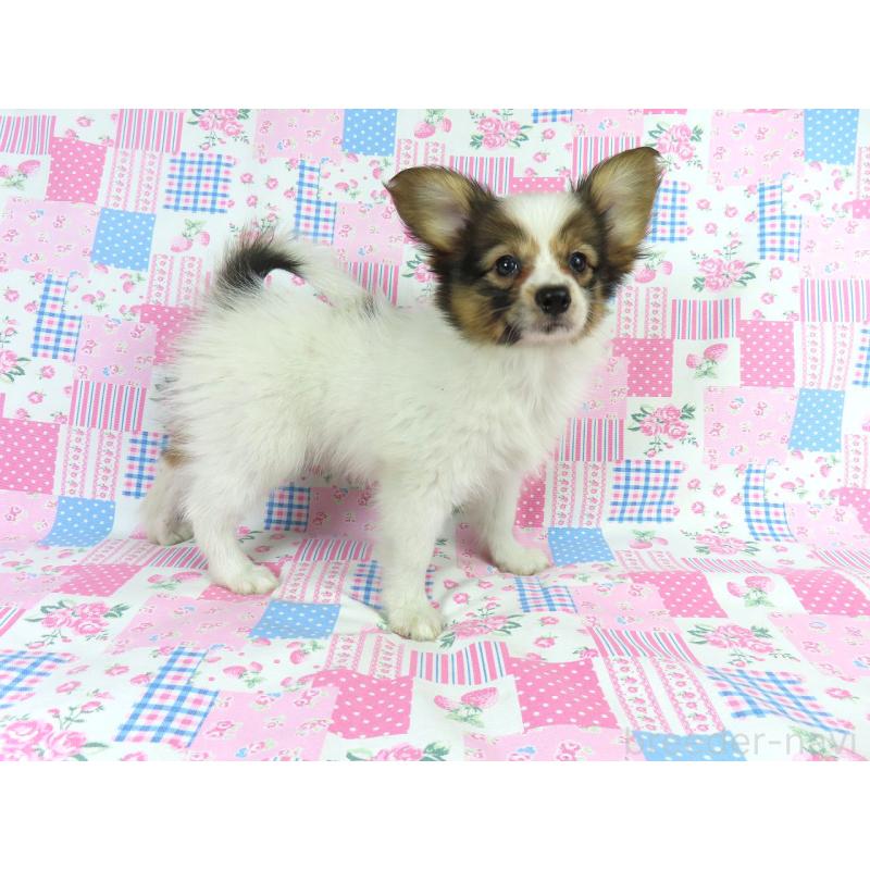 販売中の千葉県のパピヨン-413479の3枚目