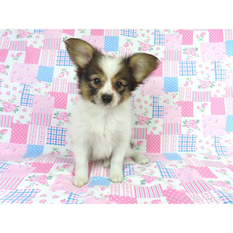 販売中の千葉県のパピヨン-413479の2枚目