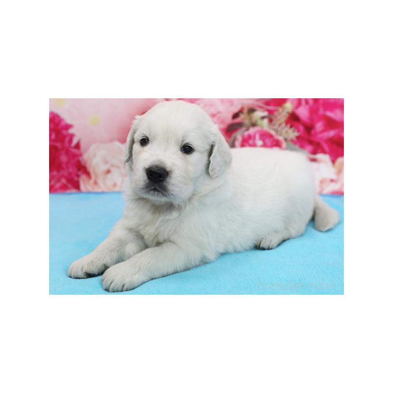 販売中の神奈川県のゴールデンレトリーバー-414634の1枚目