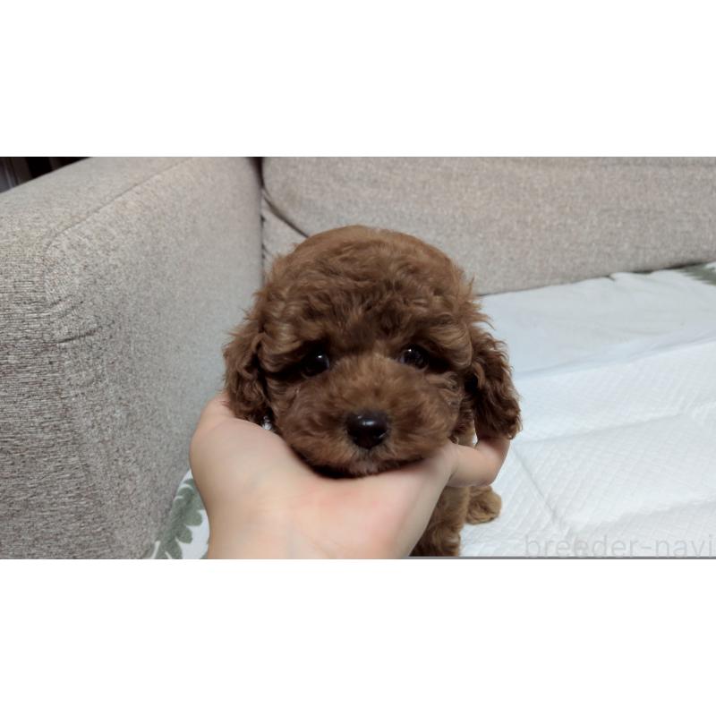 販売中の茨城県のトイプードル-423060の6枚目